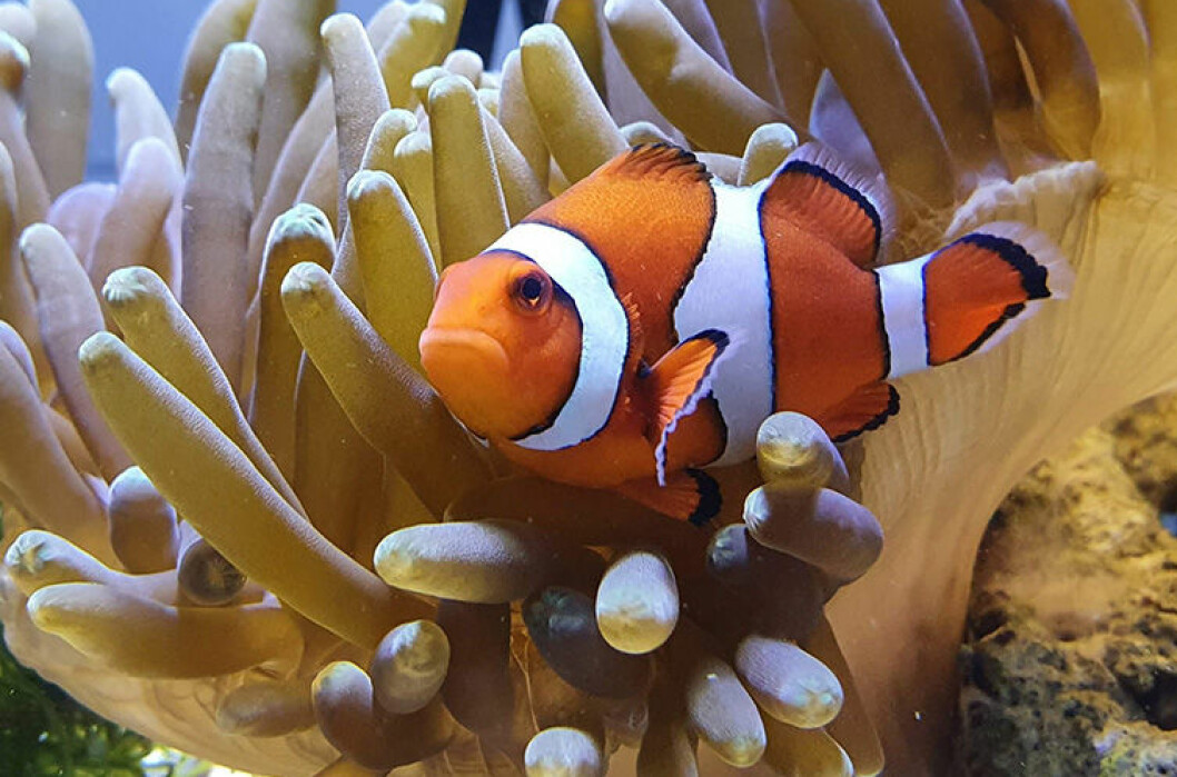 Clownfisken finns bland annat här! Foto: Akvariet Akvariet malmö