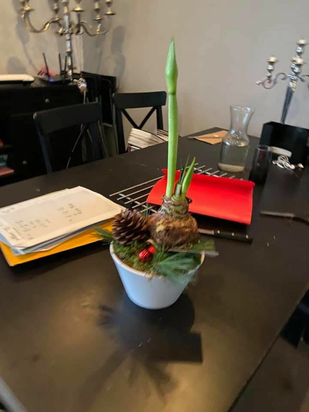 "Det finns en kruka med någon kotte och mossa här också! Jag drog bara i stjälken ja." utbrister sonen när Helene frågar om det fanns något mer i påsen. amaryllis som sonen tig emot av blombud
