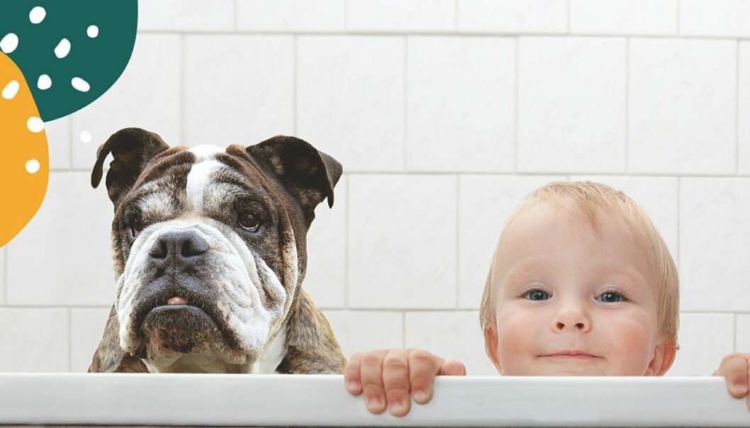bebis och hund