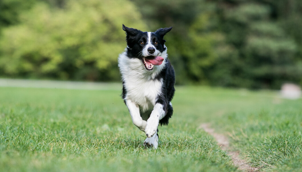 border collie