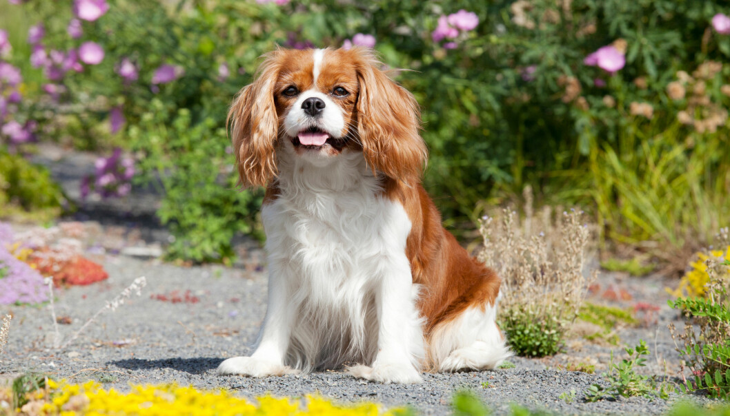 Cavalier King Charles spaniel