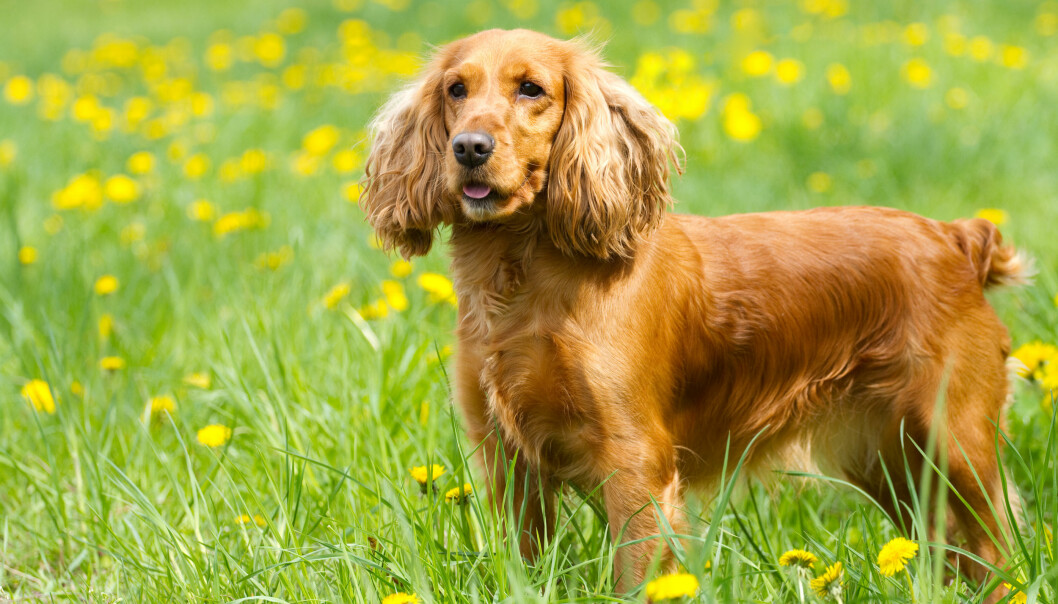 Cocker spaniel