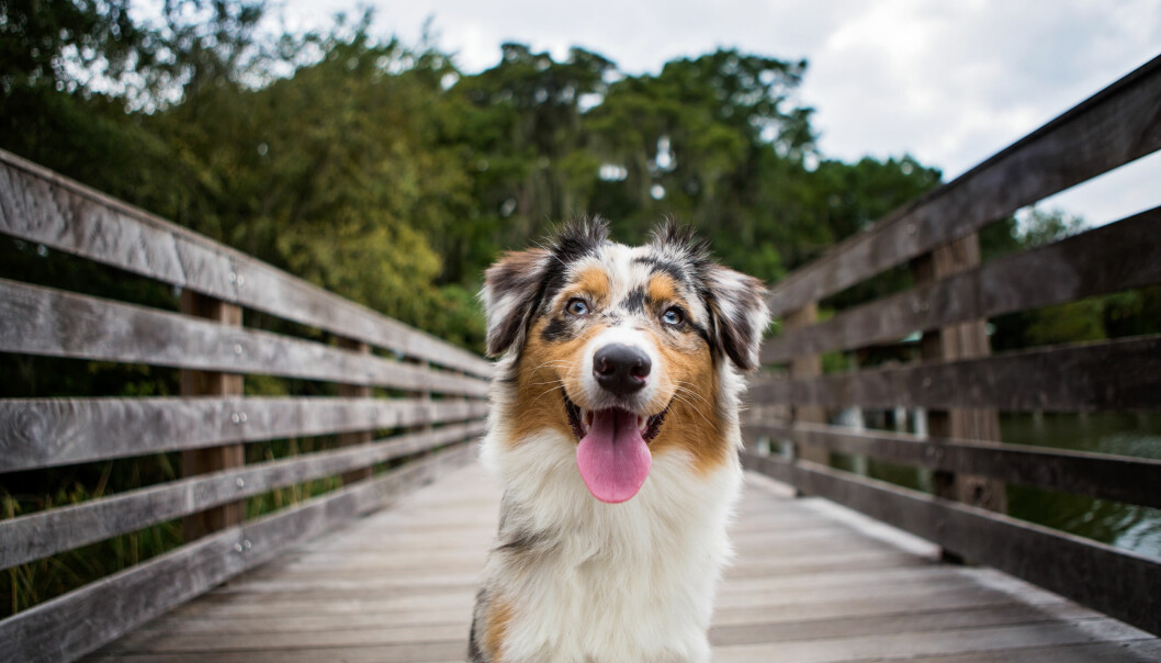Australian Shepherd