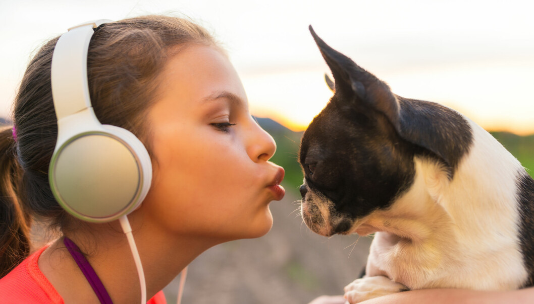 boston terrier