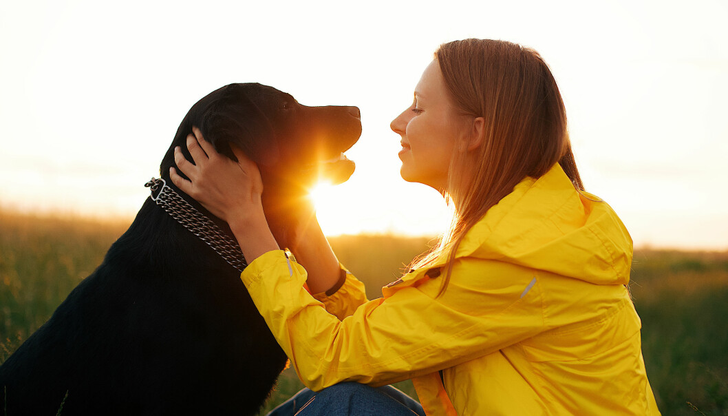 labrador