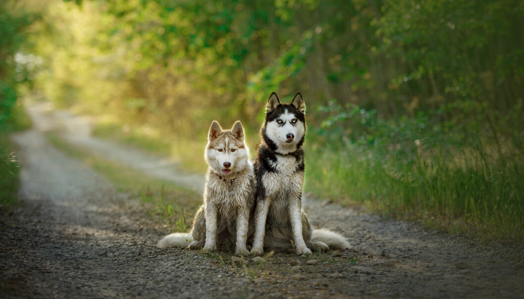 siberian husky