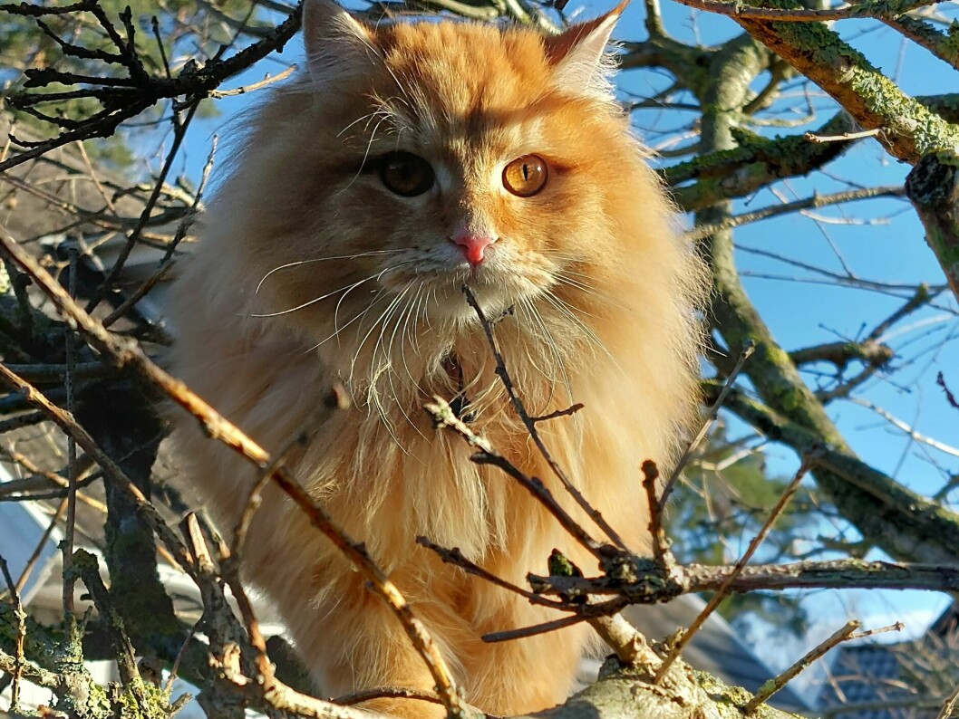 Katten Basse är en uppskattad ny familjemedlem. Katten Basse