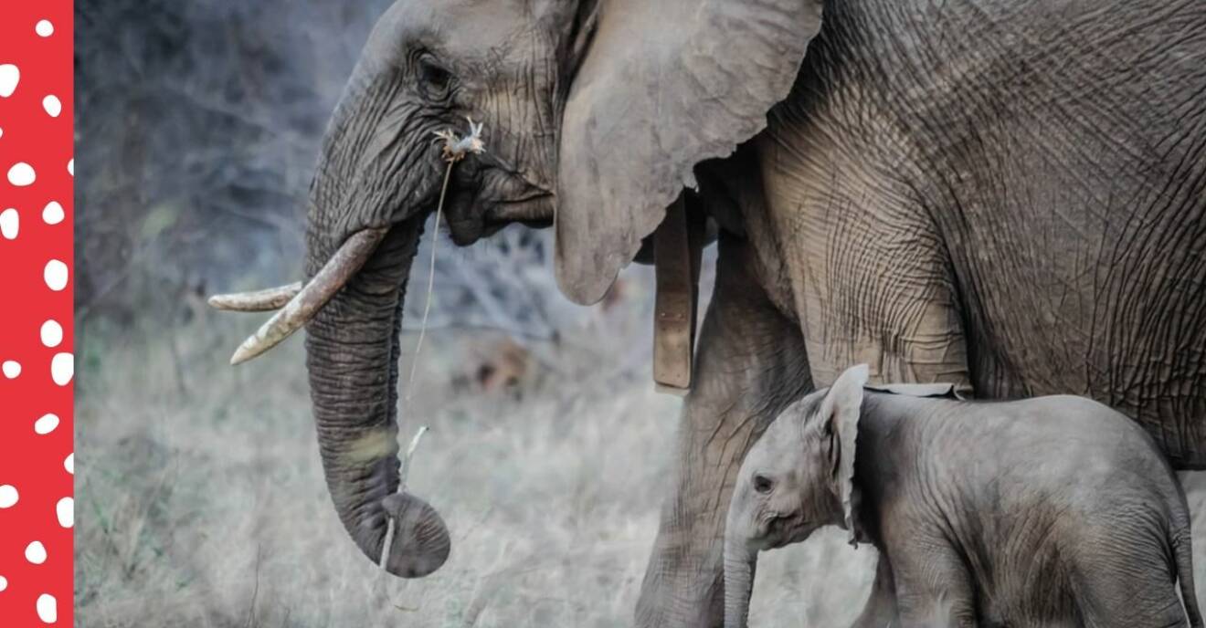 Elefantmamma och elefantunge