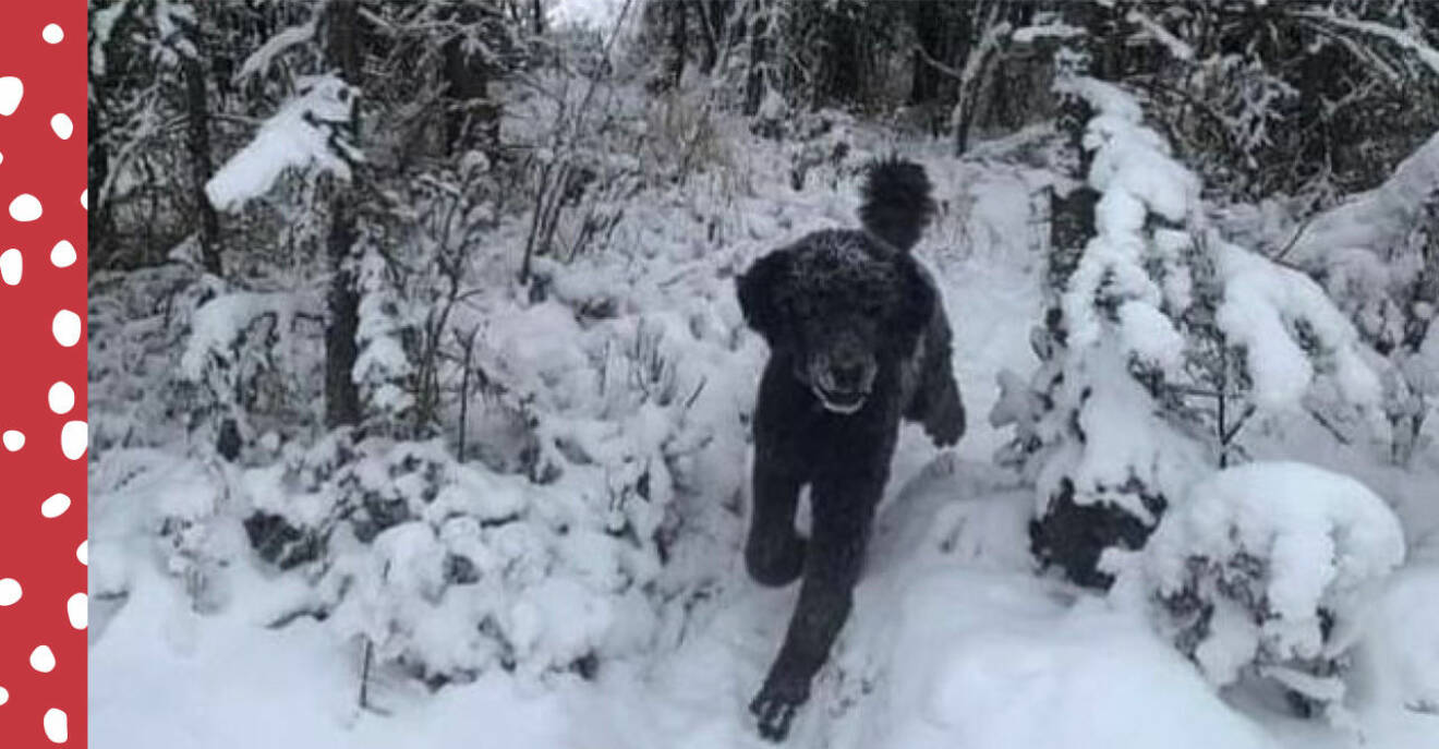 Bild som föreställer en hund som springer i en snötäckt skog – eller en pojke? Bilden delar internet i två läger