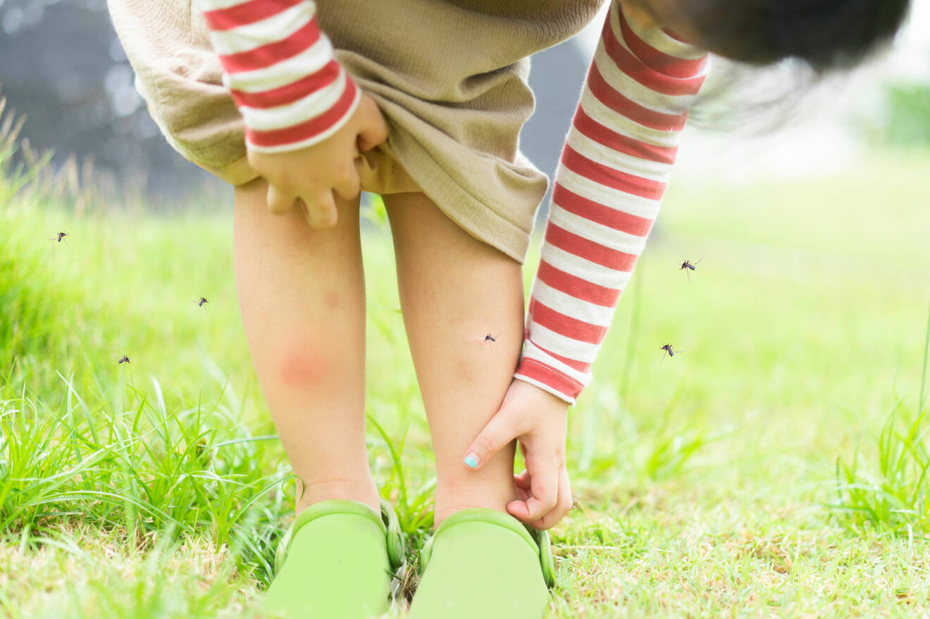 Ett barn som kliar sig på benet och är omringat av myggor