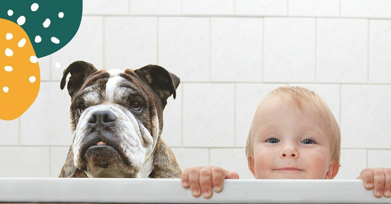 bebis och hund