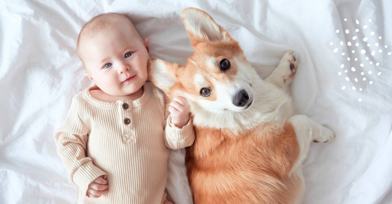 bebis med hund fornnordiska namn