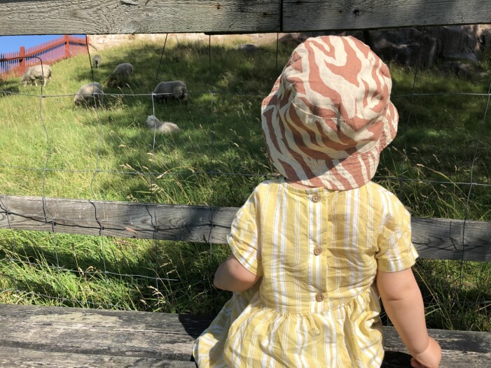 Utanför slottet betar får och lamm. Roligt med djur, tycker Maj. Foto: Privat Maj kollar på får i fårhage