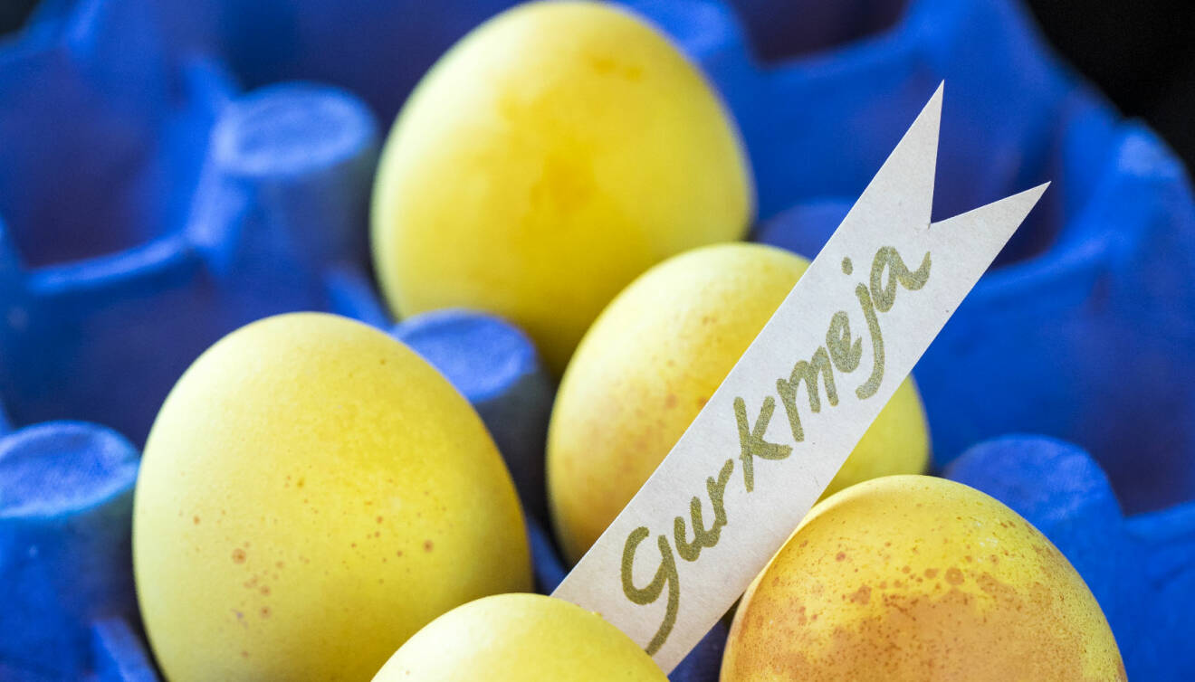 Att färga ägg med gurkmeja ger äggen en intensivt gul färg.