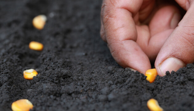 popcornkärnor planteras i jorden, och växer snart till fint prydnasgräs