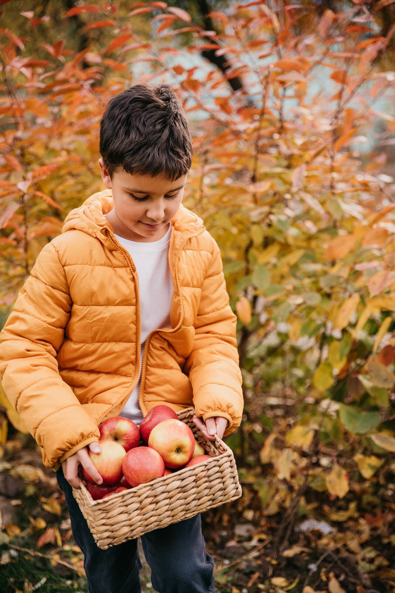 pojke med äpplen i en korg