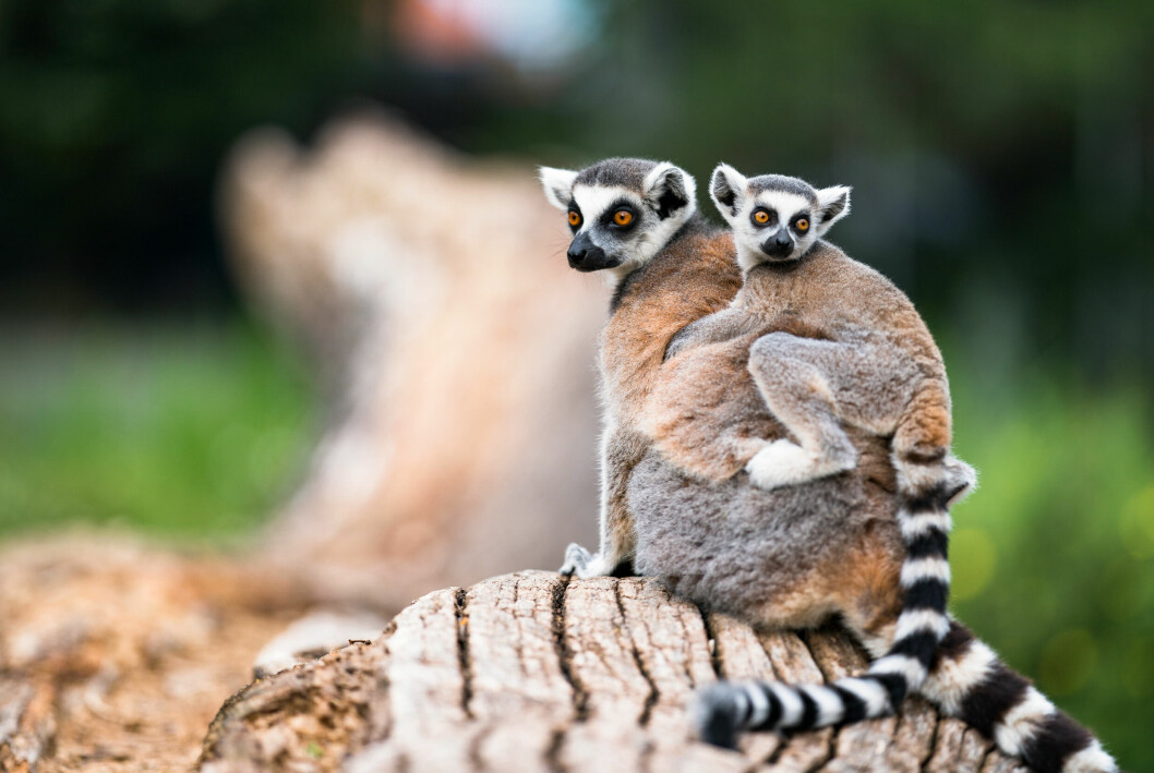 lemur