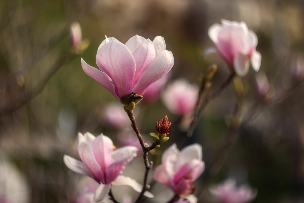 Vad heter blomman? magnolia