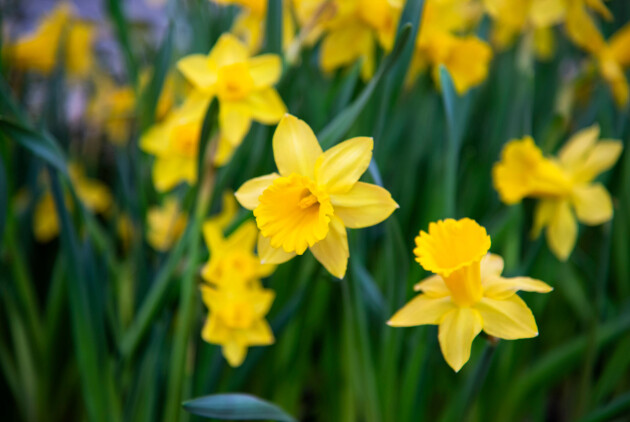Vilken blomma är det? påsklilja