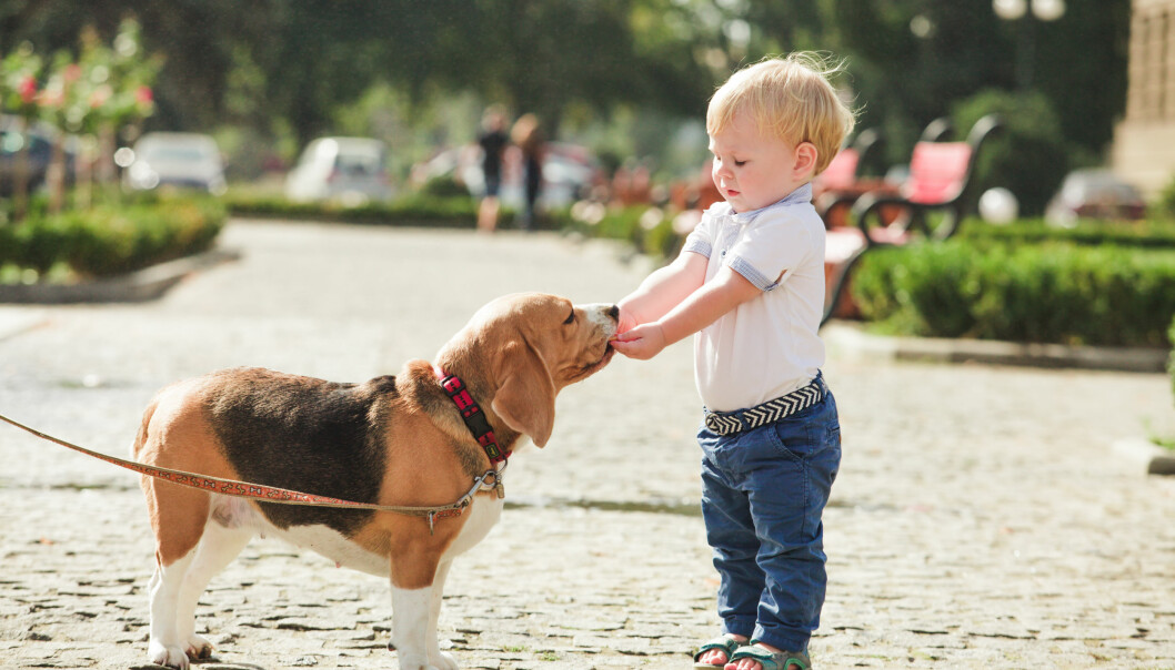 Beagle
