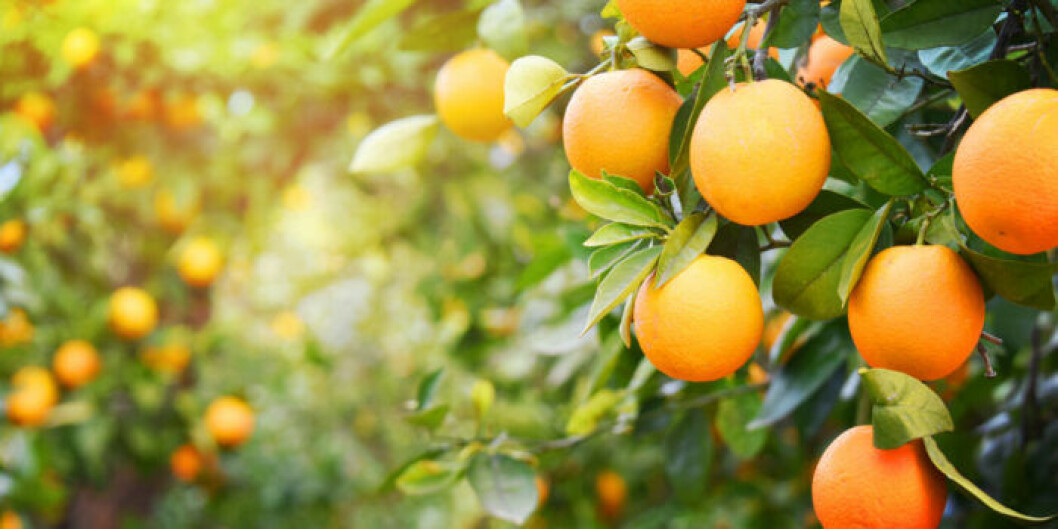 Apelsiner på apelsinträd