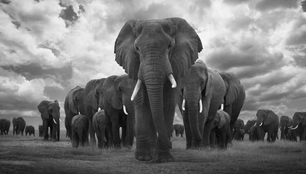 Naturhistoriskas fotoutställning av konstfotografen Björn Persson. The Thin Line